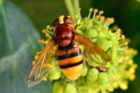 Volucella zonaria