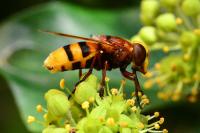 Volucella zonaria