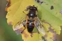 Eristalis tenax