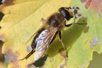 Eristalis tenax