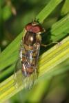 Episyrphus balteatus