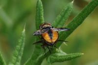 Ectophasia crassipennis