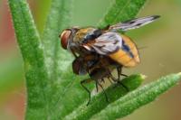 Ectophasia crassipennis