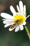 Episyrphus balteatus