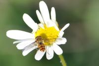 Episyrphus balteatus