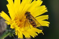 Episyrphus balteatus