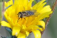 Eupeodes corollae