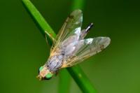 Acanthiophilus helianthi