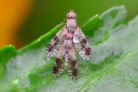 Tephritis neesii