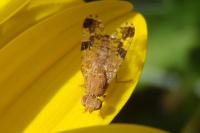 Tephritis bardanae