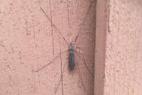Dicranomyia