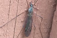 Dicranomyia