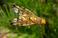 Terellia tussilaginis