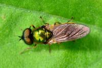 Chloromyia formosa