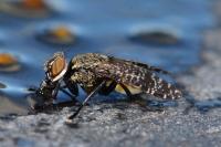 Platystoma seminationis