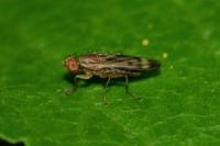Opomyza germinationis