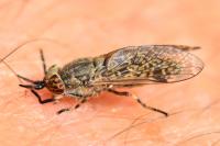 Haematopota pluvialis