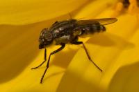 Stomorhina lunata