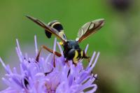 Physocephala rufipes