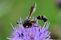 Physocephala rufipes