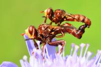 Sicus ferrugineus