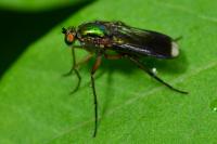 Poecilobothrus nobilitatus