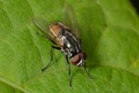 Musca autumnalis
