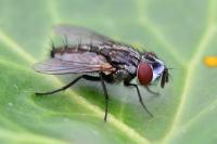 Metopia argyrocephala