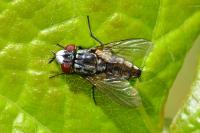 Metopia argyrocephala