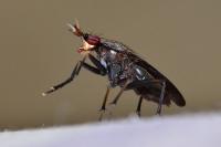 Coremacera marginata