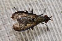 Coremacera marginata