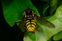 Chrysotoxum cautum