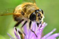 Eristalis tenax