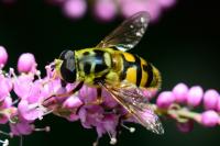 Myathropa florea