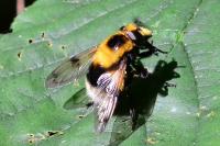 Volucella bombylans