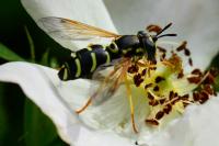 Chrysotoxum festivum