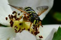 Chrysotoxum festivum