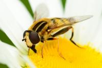 Helophilus trivittatus