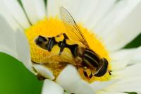 Helophilus trivittatus