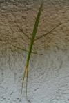 Clonopsis gallica