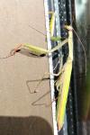Mantis religiosa