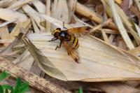 Volucella inanis