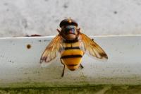 Volucella inanis