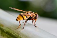 Volucella inanis