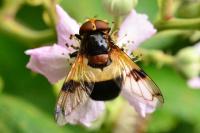 Volucella pellucens