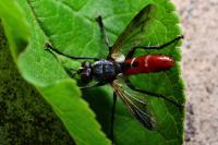 Cylindromyia bicolor