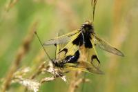 Libelloides longicornis