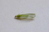 Chrysoperla carnea