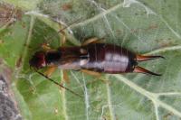 Forficula auricularia