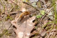 Bombylius major